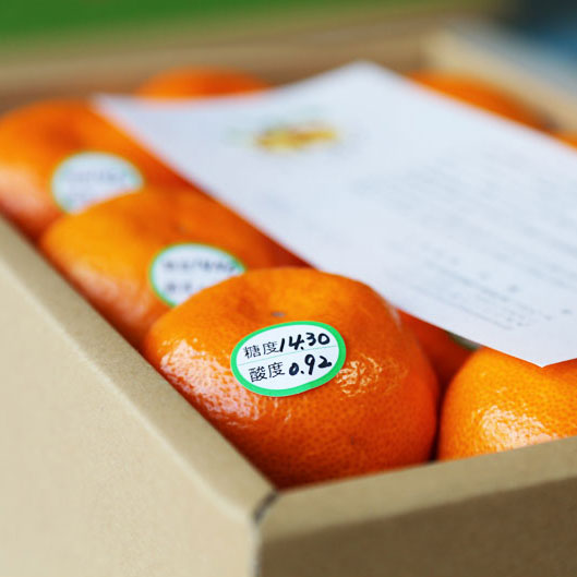 温州みかん 糖度14度以上 化粧箱入り 贈答用高級みかん 和歌山 中道平農園