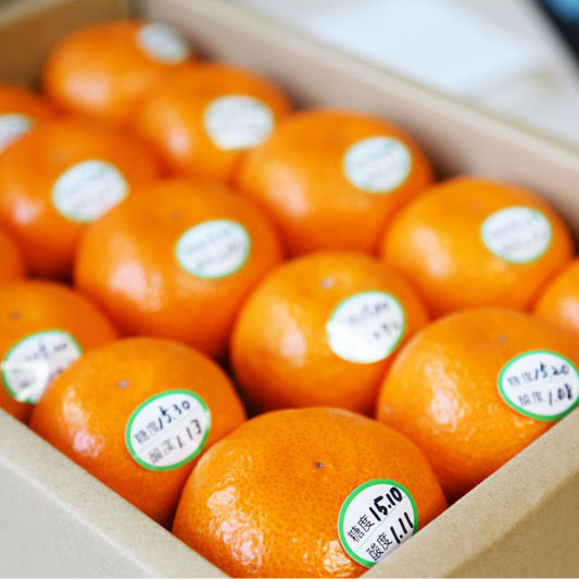 温州みかん 糖度15度以上 化粧箱入り 贈答用高級みかん 和歌山 中道平農園