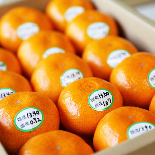 温州みかん 糖度13度以上  化粧箱入り 贈答用高級みかん 和歌山 中道平農園