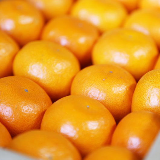 ちっちゃいみかん 糖度13度以上 化粧箱入り 贈答用高級みかん 和歌山 中道平農園